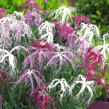 Dianthus 'Dancing Geisha' 