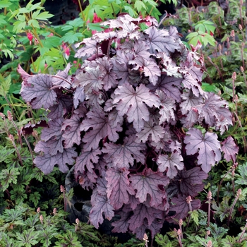 Heucherella Cascade™ 'Plum'