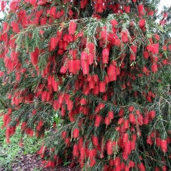 Callistemon viminalis 'Hannah Ray' 