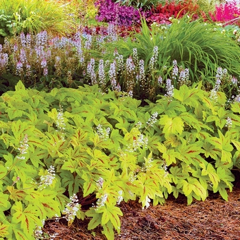 Heucherella 'Sunrise Falls'