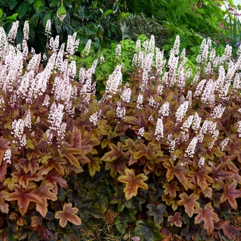 Heucherella 'Brass Lantern' 