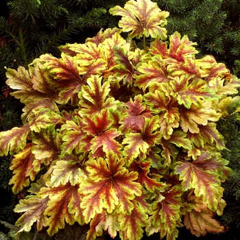 Heucherella 'Gold Zebra' PP22104