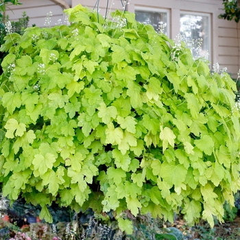 Heucherella Happy Hour™ 'Lime'