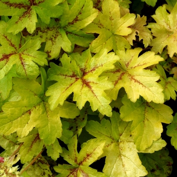 Heucherella 'Goldstrike'