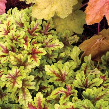 Heucherella 'Mojito' PP26946