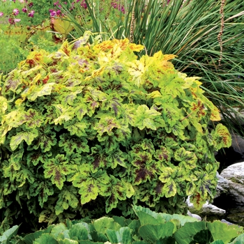 Heucherella 'Solar Power'