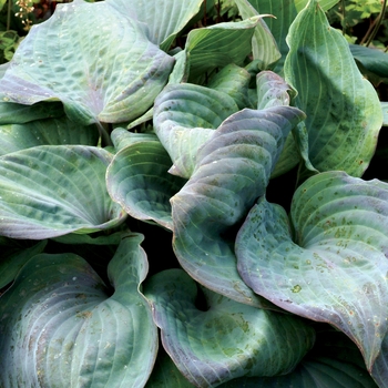 Hosta 'Aquamarine' PP22627