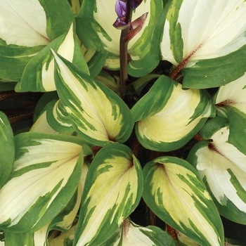 Hosta 'Raspberry Sundae'