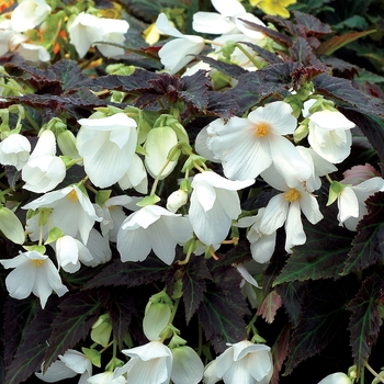 Begonia 'Enchanted Moonlight' PP28765 ('TNBEGEM')