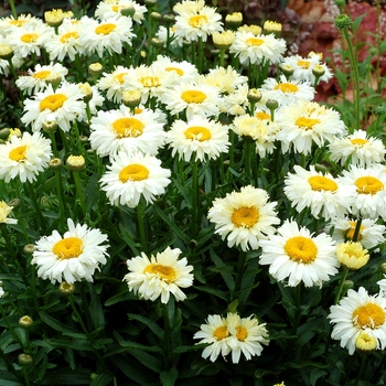 Leucanthemum x superbum 'Bridal Bouquet'