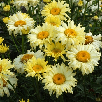 Leucanthemum x superbum 'Goldfinch'