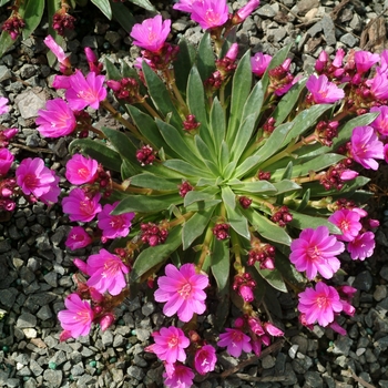 Lewisia 'Comment' 