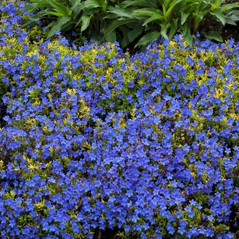 Lithodora diffusa 'Gold 'N Sapphires'