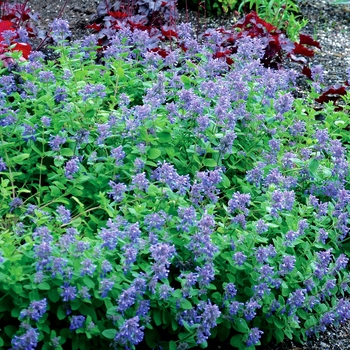 Nepeta 'Blue Lagoon' PP23855