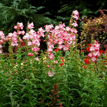 Penstemon Taffy™ 'Watermelon'