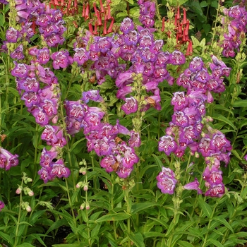 Penstemon Taffy™ 'Blueberry'