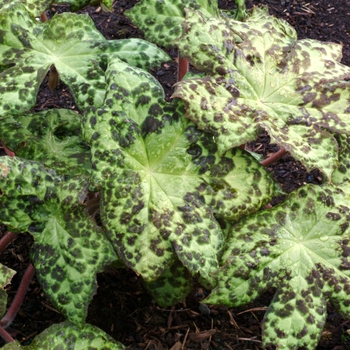 Podophyllum 'Spotty Dotty' PP17361