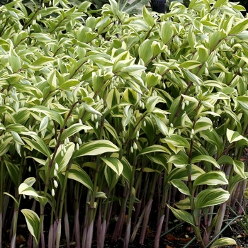 Polygonatum odoratum var. pluriflorum 'Double Stuff'