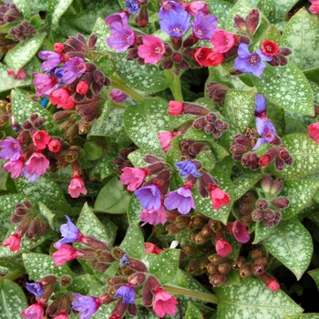 Pulmonaria 'Dark Vader'