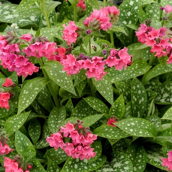 Pulmonaria 'Shrimps on the Barbie' 
