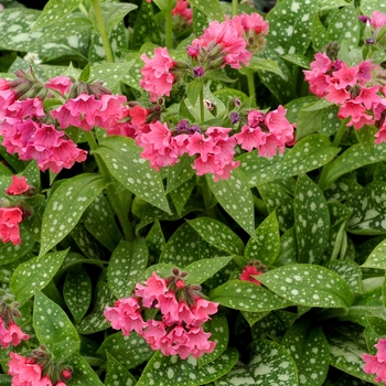 Pulmonaria 'Shrimps on the Barbie' 