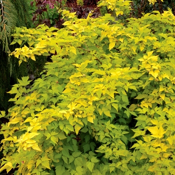 Rubus spectabilis 'Golden Ruby' 