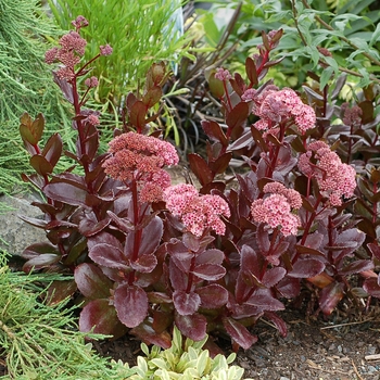 Sedum telephium Candy™ 'Chocolate Drop'