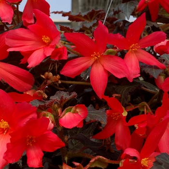 Begonia 'Hot Coral' 