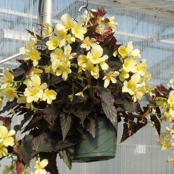 Begonia 'Primose' 