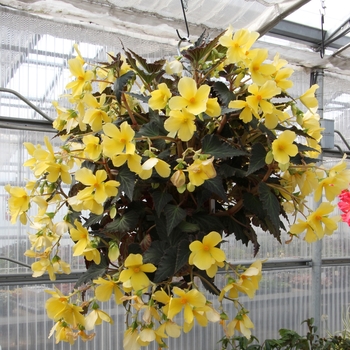 Begonia 'Yellow' 