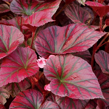 Begonia Revelation® 'Maroon'