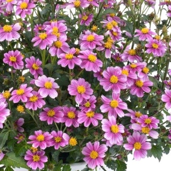 Bidens ferulifolia 'Pretty In Pink' 