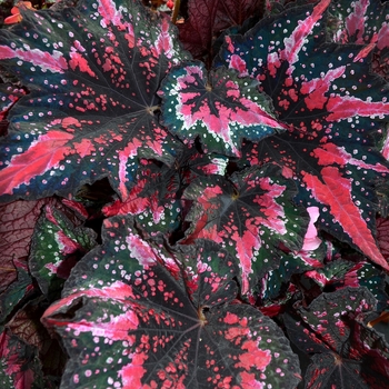 Begonia T Rex™ 'St. Nick'