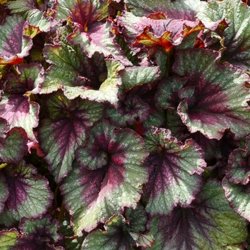 Begonia 'Stardust' PP28647