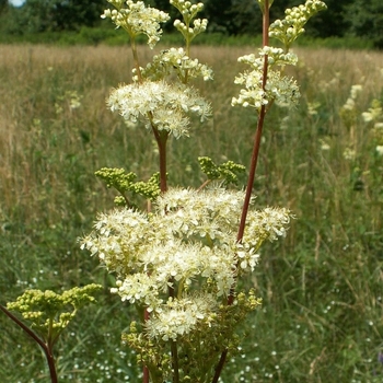 Filipendula ulmaria