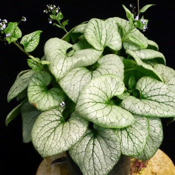 Brunnera macrophylla 'Silver' PPAF