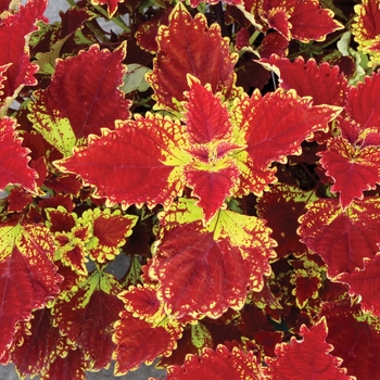 Coleus 'Be Mine' 