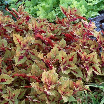 Coleus Color Clouds™ 'Honey Pie'