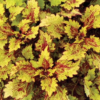 Coleus 'Honeybear' 