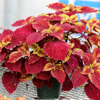 Coleus Color Clouds™ 'Hottie'