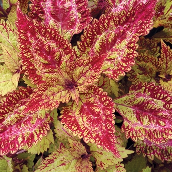 Coleus Color Clouds™ 'Spicy'