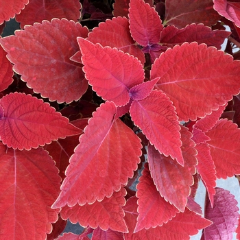 Coleus Color Clouds™ 'Valentine'