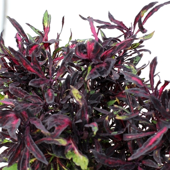 Coleus 'Black' 