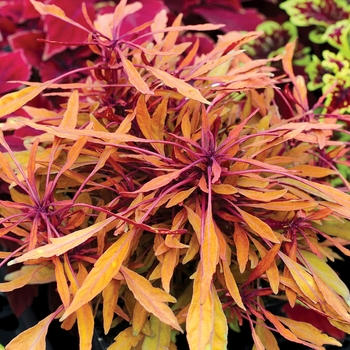 Coleus Fancy Feathers™ 'Copper'