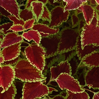 Coleus Flying Carpet™ 'Fire Mountain'