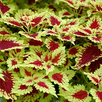 Coleus Flying Carpet™ 'Thriller'