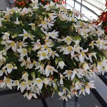 Begonia boliviensis 'Shine Bright White' 