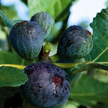 Ficus carica 'Black Jack' 