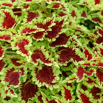 Coleus 'Zinger' 