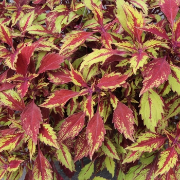 Coleus 'Allspice' 